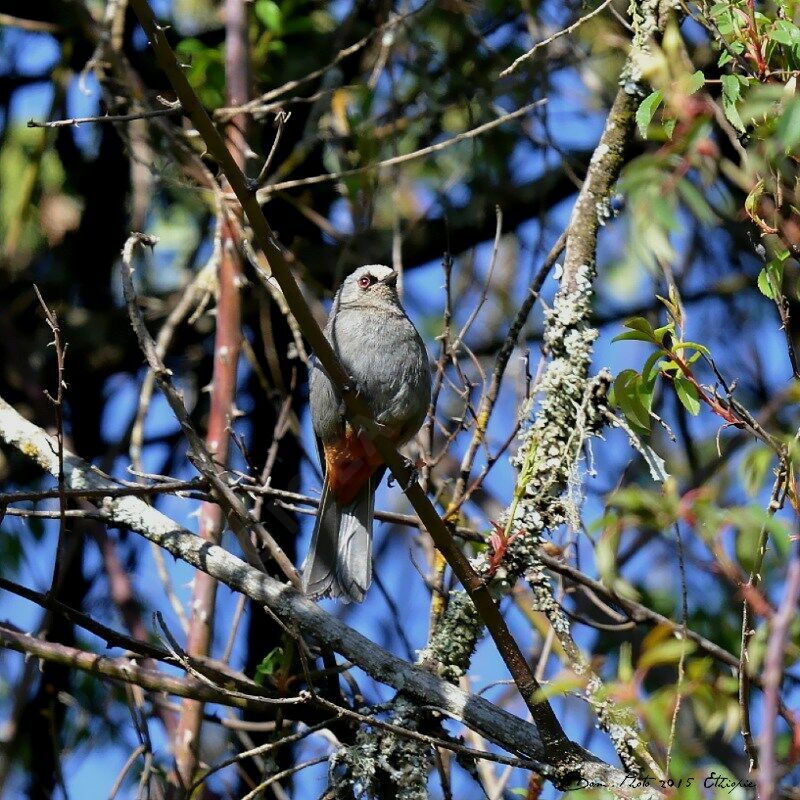 Abyssinian Catbird