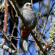 Abyssinian Catbird