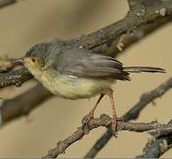 Buff-bellied Warbler