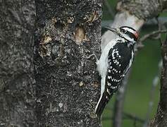 Hairy Woodpecker