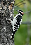 Hairy Woodpecker