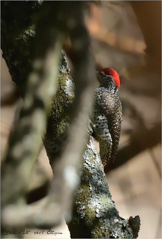 Nubian Woodpecker