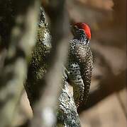 Nubian Woodpecker