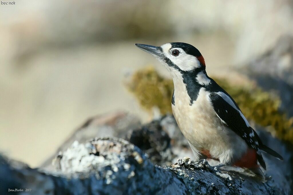 Great Spotted Woodpecker