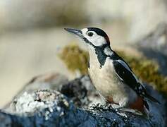 Great Spotted Woodpecker