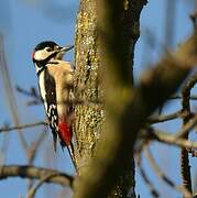 Great Spotted Woodpecker