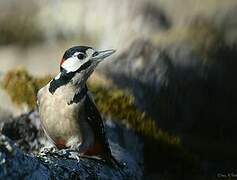 Great Spotted Woodpecker