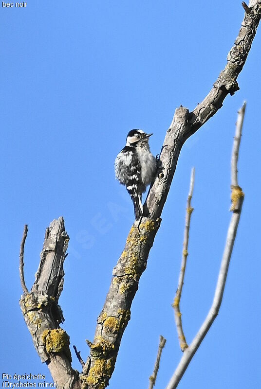 Lesser Spotted Woodpecker female