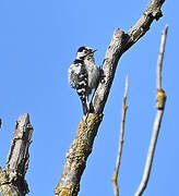 Lesser Spotted Woodpecker