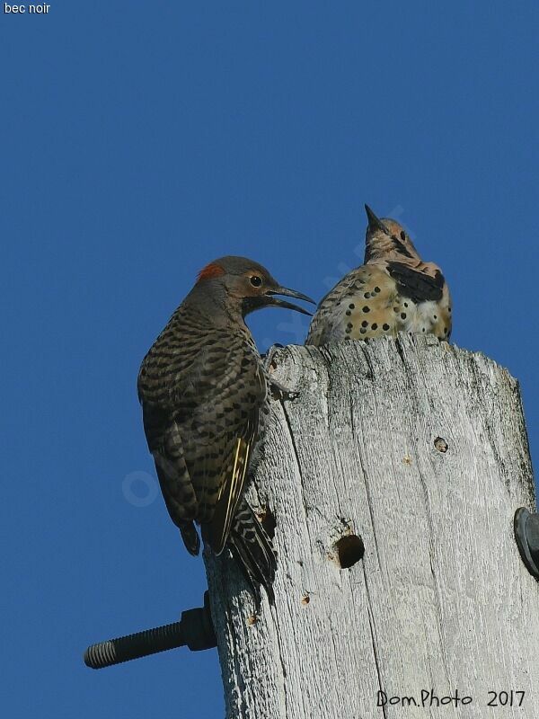 Northern Flicker