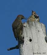 Northern Flicker