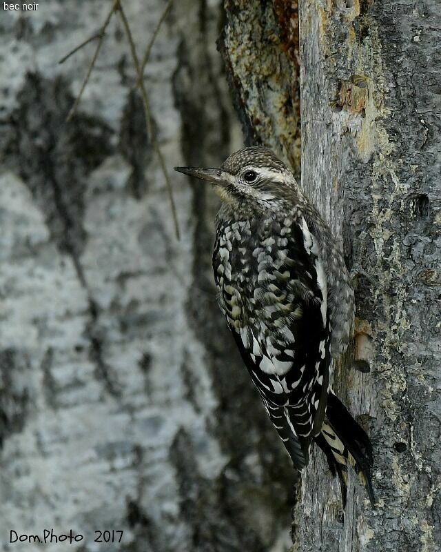 Yellow-bellied Sapsucker