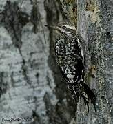 Yellow-bellied Sapsucker