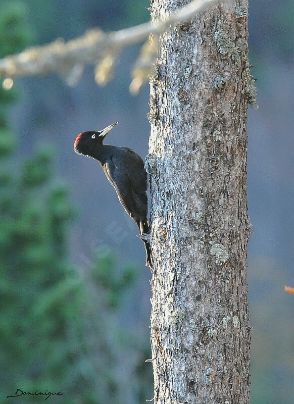 Black Woodpecker