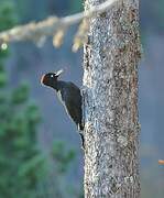 Black Woodpecker