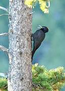 Black Woodpecker