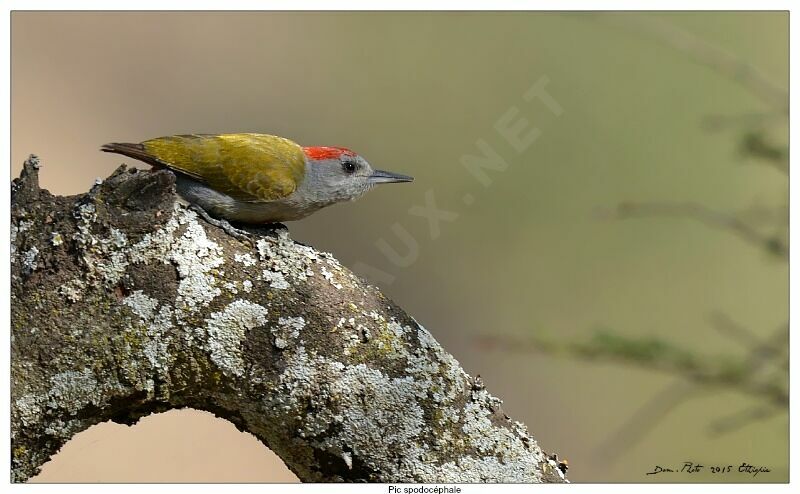 Eastern Grey Woodpecker