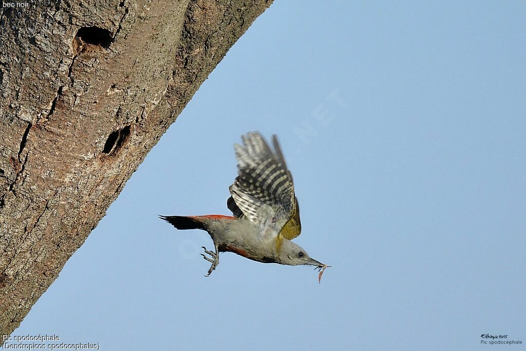 Eastern Grey Woodpecker