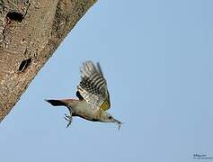 Eastern Grey Woodpecker