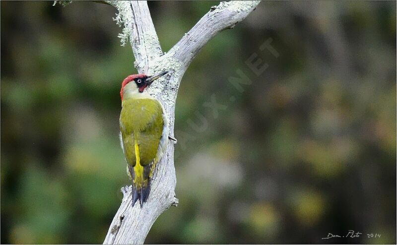 European Green Woodpecker male