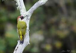 European Green Woodpecker