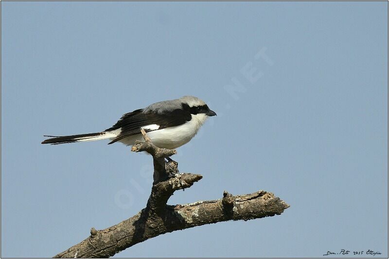 Grey-backed Fiscal