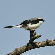 Grey-backed Fiscal