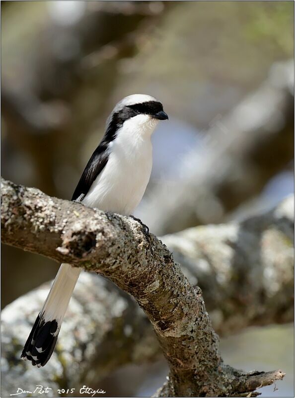 Grey-backed Fiscal