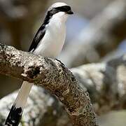 Grey-backed Fiscal