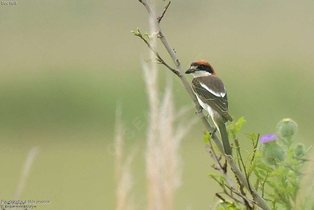 Woodchat Shrike