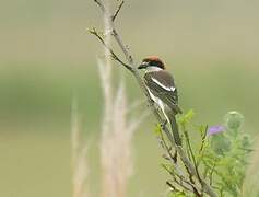 Woodchat Shrike