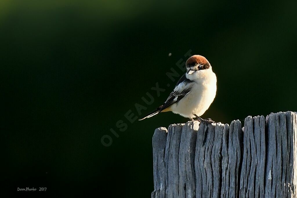 Woodchat Shrike