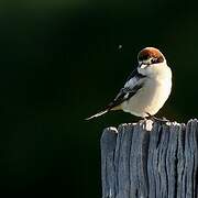 Woodchat Shrike