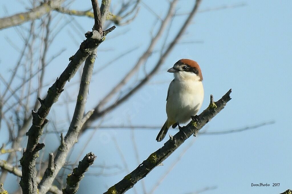 Woodchat Shrike