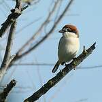 Pie-grièche à tête rousse