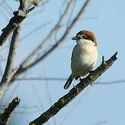 Woodchat Shrike