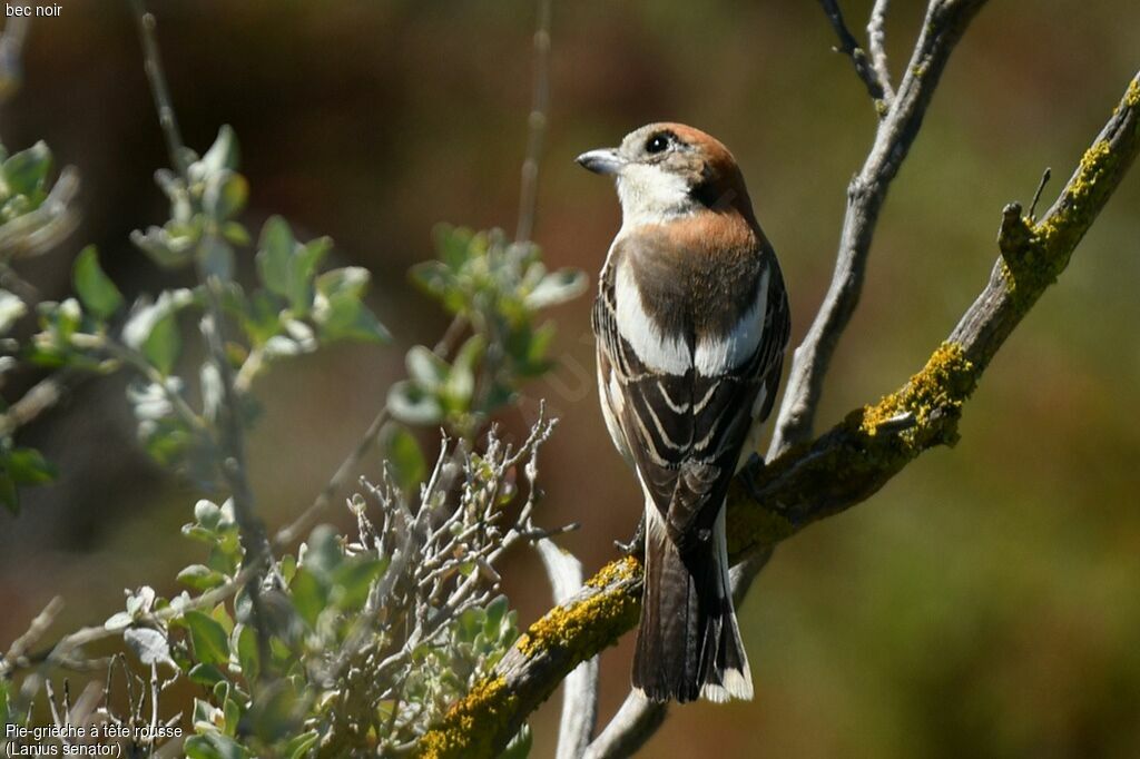 Woodchat Shrike