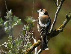 Woodchat Shrike