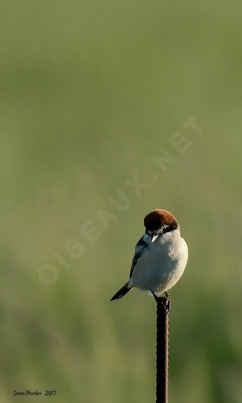 Woodchat Shrike