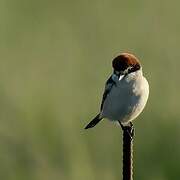 Woodchat Shrike