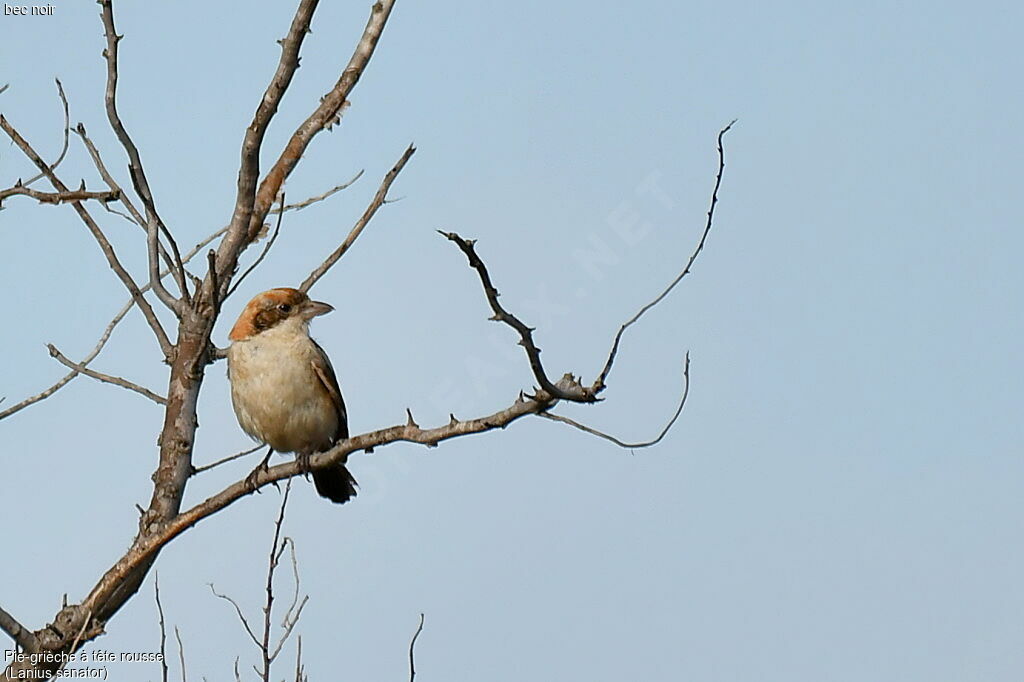 Woodchat Shrikeimmature