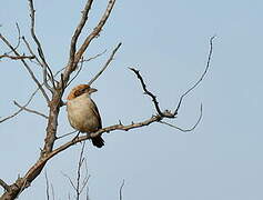 Woodchat Shrike