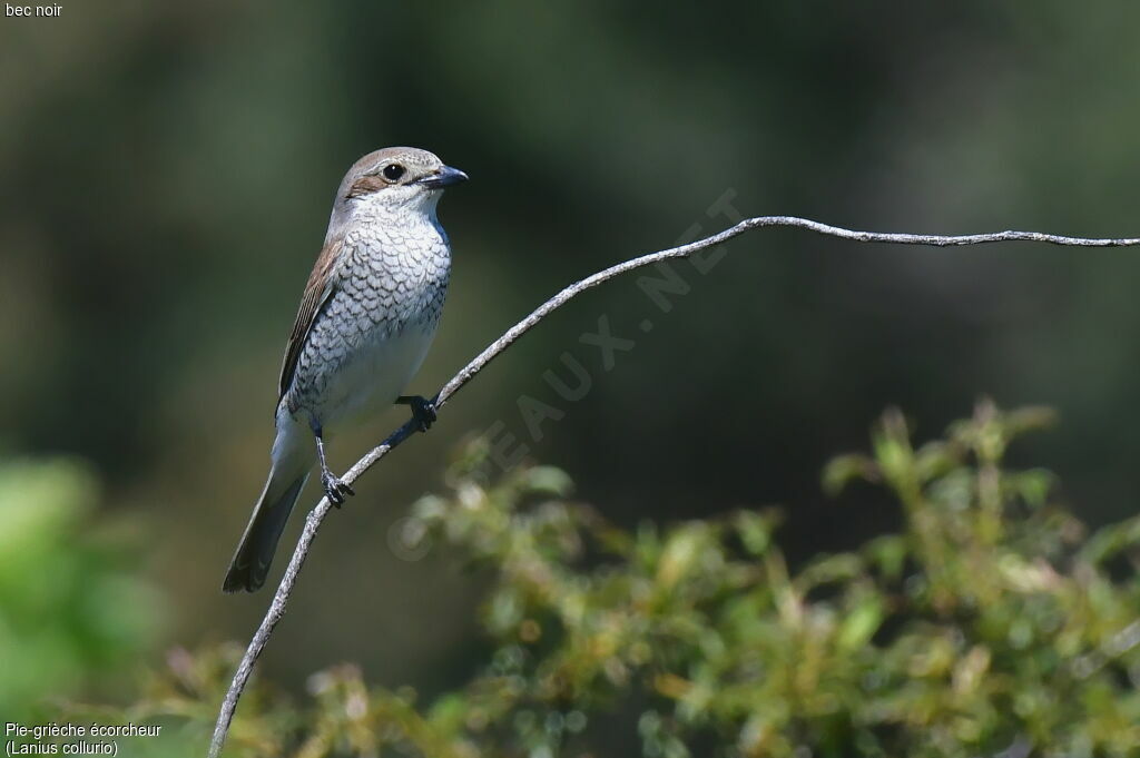 Red-backed Shrike