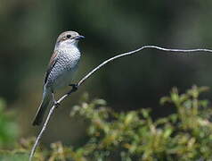 Red-backed Shrike