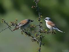 Red-backed Shrike