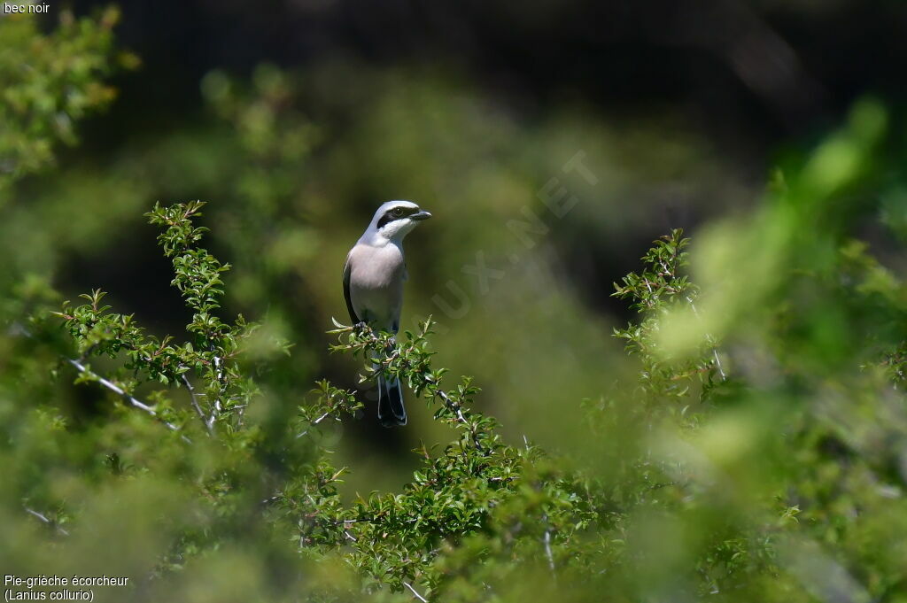 Red-backed Shrike