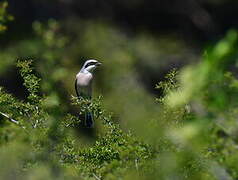 Red-backed Shrike