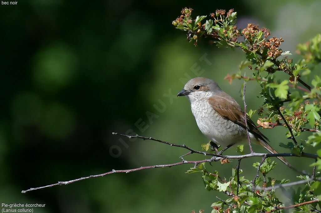 Red-backed Shrike