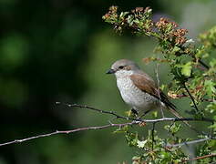 Red-backed Shrike