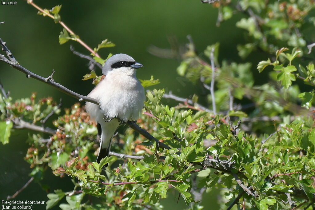 Red-backed Shrike